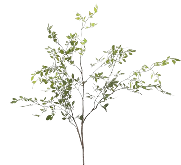Vegetación
