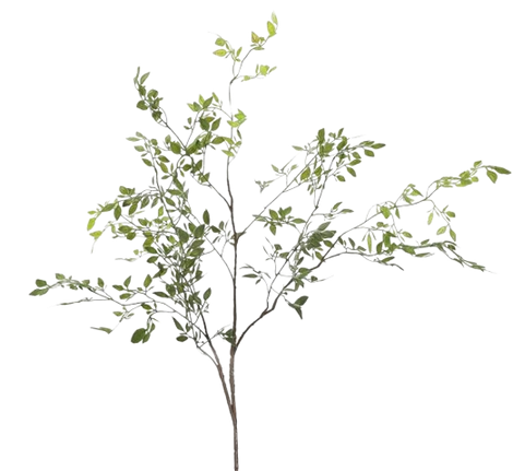 Vegetación
