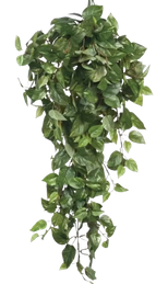 Planta colgante